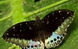 benalmadena hop-on hop-off bus tour and butterfly park entry-1