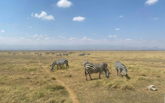 Zebras grazing in Amboseli National Park during an overnight safari.