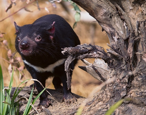Maru Koala & Animal Park tickets