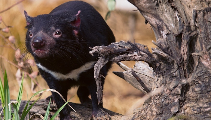 Kangaroo at WILD LIFE Sydney Zoo, Australia, with city skyline in background.