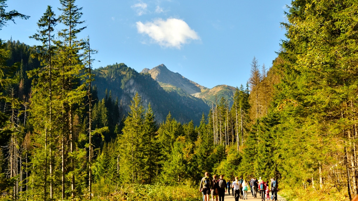 Hikers on the path to Morskie Oko lake, surrounded by trees and mountains, Zakopane, Poland.