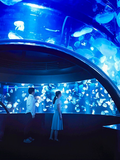 Visitors observing jellyfish at Kyoto Aquarium.