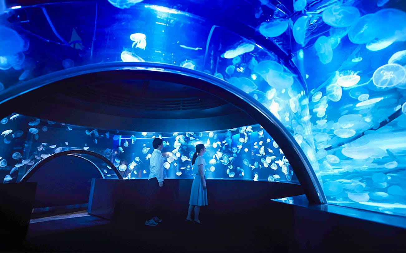 Visitors observing jellyfish at Kyoto Aquarium.
