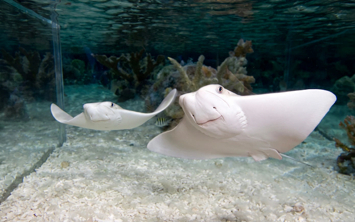 Cow nosed rays swimming in Sea Life New Jersey aquarium.