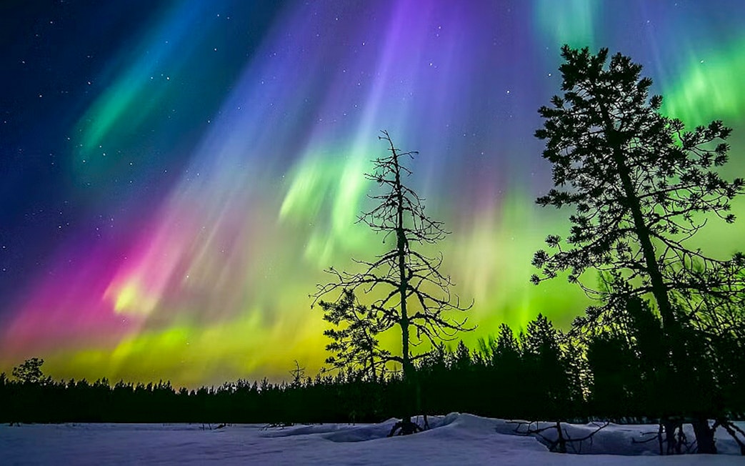 Auroras over snowy forest during Northern lights sauna experience in Rovaniemi.