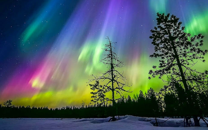 Auroras over snowy forest during Northern lights sauna experience in Rovaniemi.