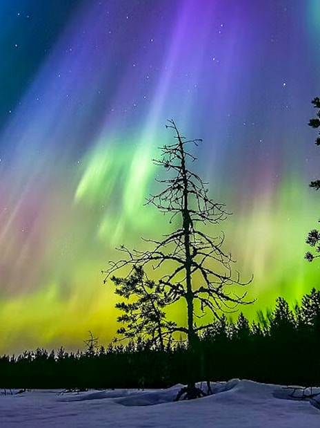 Auroras over snowy forest during Northern lights sauna experience in Rovaniemi.