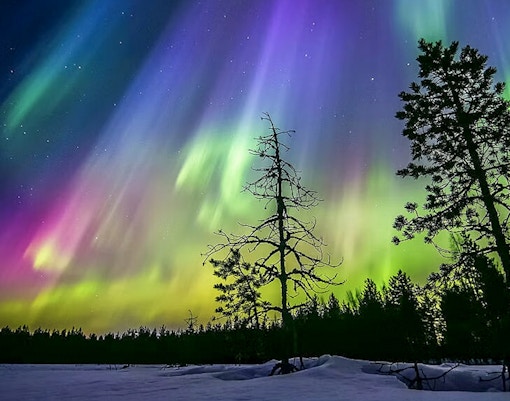 Auroras over snowy forest during Northern lights sauna experience in Rovaniemi.