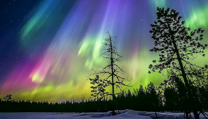 Auroras over snowy forest during Northern lights sauna experience in Rovaniemi.