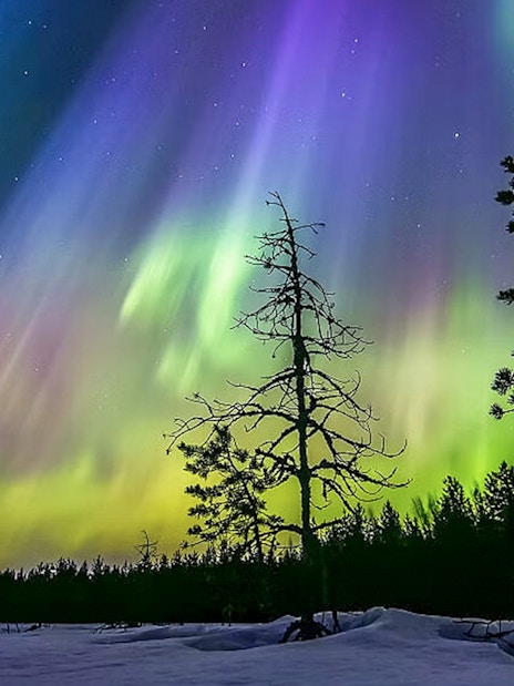 Auroras over snowy forest during Northern lights sauna experience in Rovaniemi.