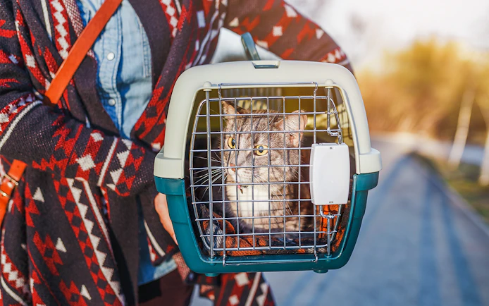 Cat in a carrier held by a person, suitable for travel between Barcelona and Madrid.