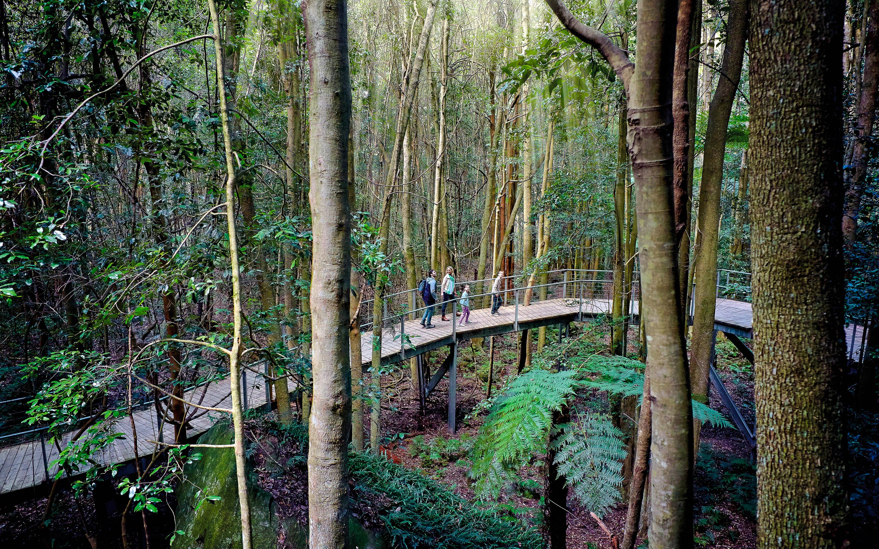 Visitors walking on elevated boardwalk through lush forest in Blue Mountains, Australia.