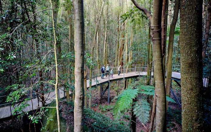 Visitors walking on elevated boardwalk through lush forest in Blue Mountains, Australia.