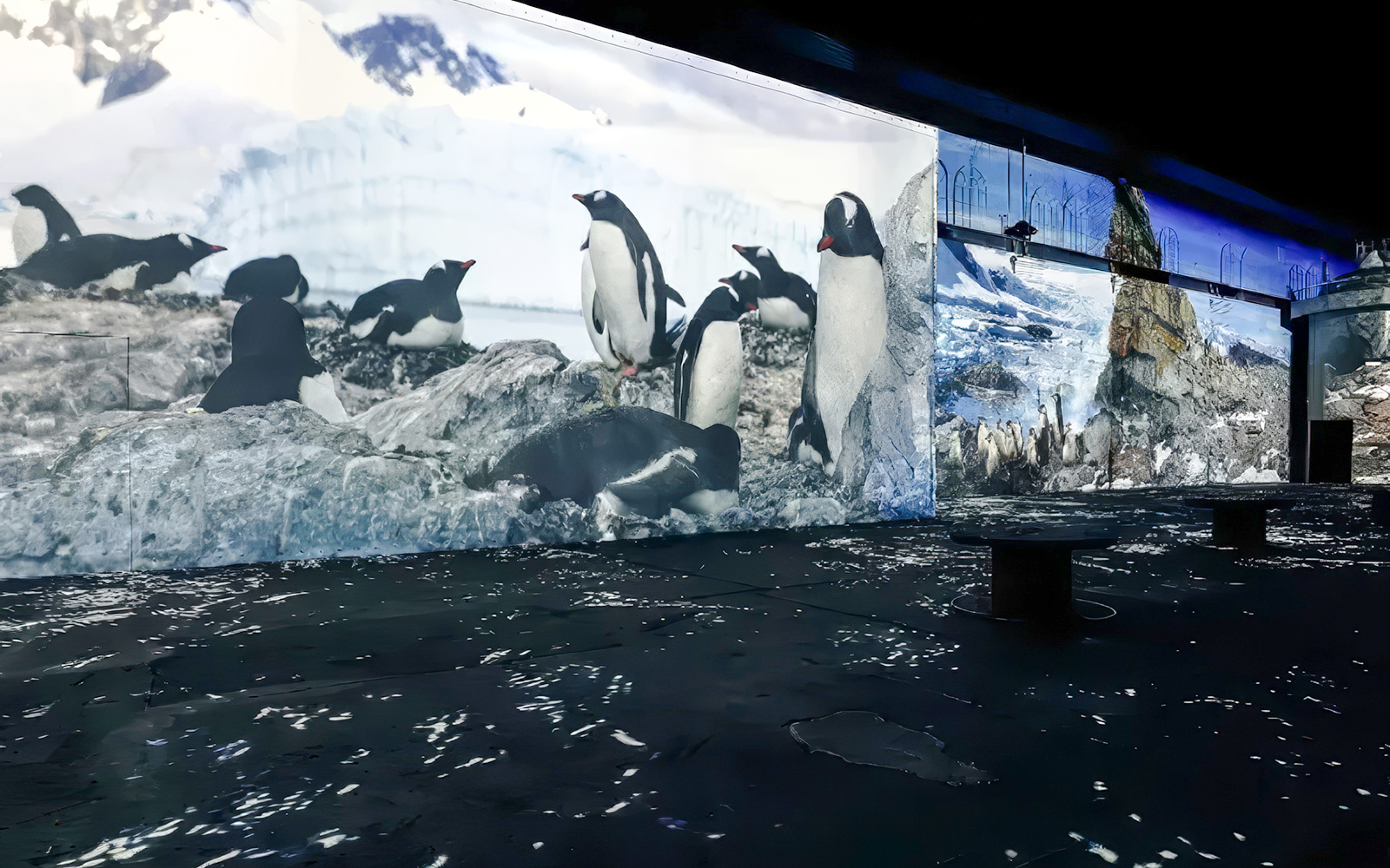 Guests viewing penguin projections at Port des Lumières - Ocean Wonders exhibit.