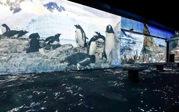 Guests viewing penguin projections at Port des Lumières - Ocean Wonders exhibit.