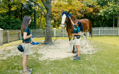Handlers with a Clydesdale horse at Busch Gardens Williamsburg.
