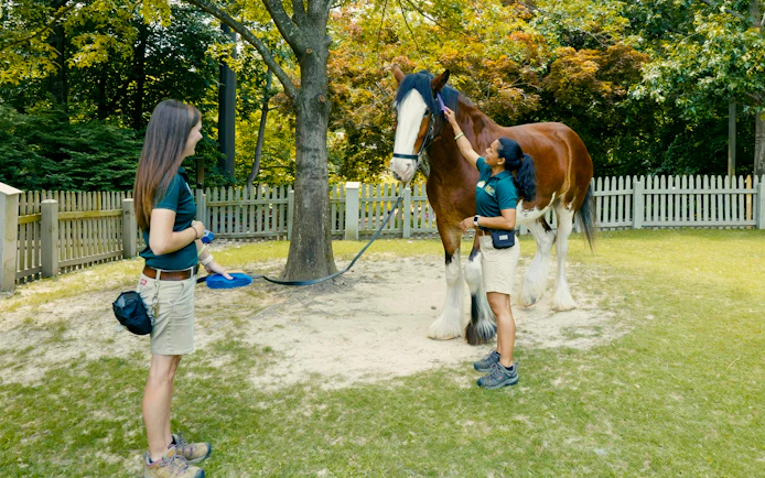 Handlers with a Clydesdale horse at Busch Gardens Williamsburg.