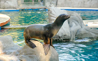 Sea lion on a rock at Zoo Aquarium Madrid.