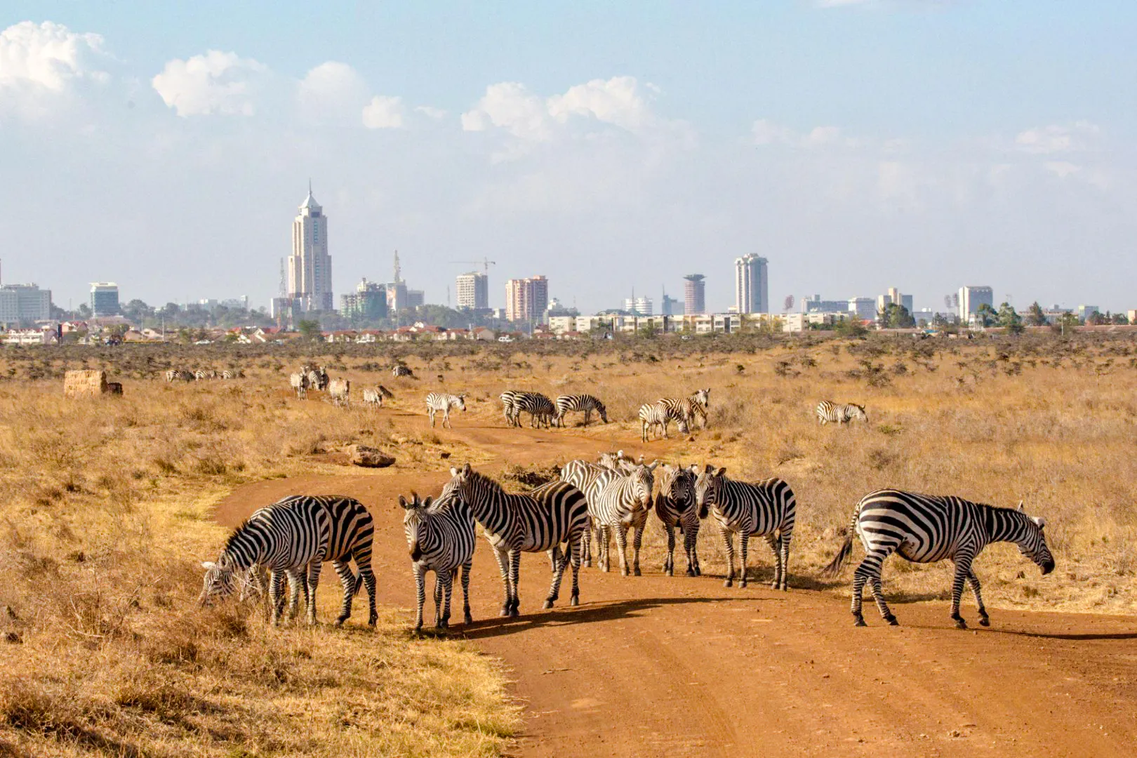 Zebras grazing with Nairobi city skyline in the background, part of the Nairobi City Tour Experience.