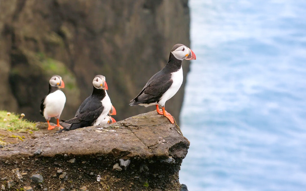 Puffins perched on a cliff edge on Puffin Island, viewable from RIB speedboat tour in Reykjavik.