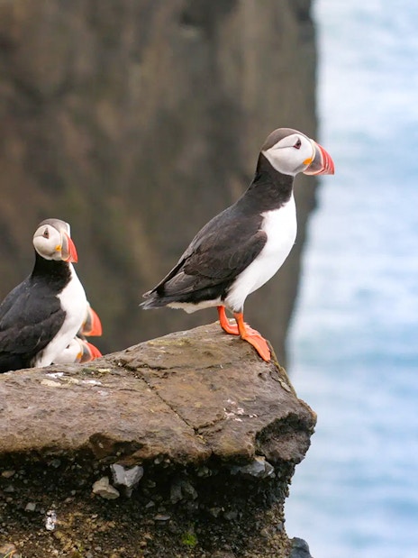 Puffins perched on a cliff edge on Puffin Island, viewable from RIB speedboat tour in Reykjavik.