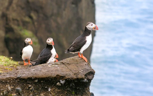 Puffins perched on a cliff edge on Puffin Island, viewable from RIB speedboat tour in Reykjavik.