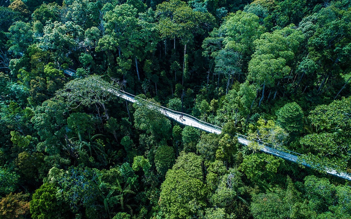 Aerial view of treetop walkway at Habitat Penang Hill, surrounded by lush forest.