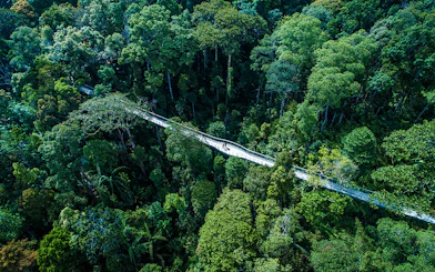 Aerial view of treetop walkway at Habitat Penang Hill, surrounded by lush forest.
