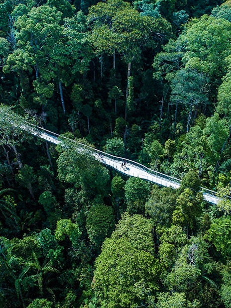 Aerial view of treetop walkway at Habitat Penang Hill, surrounded by lush forest.