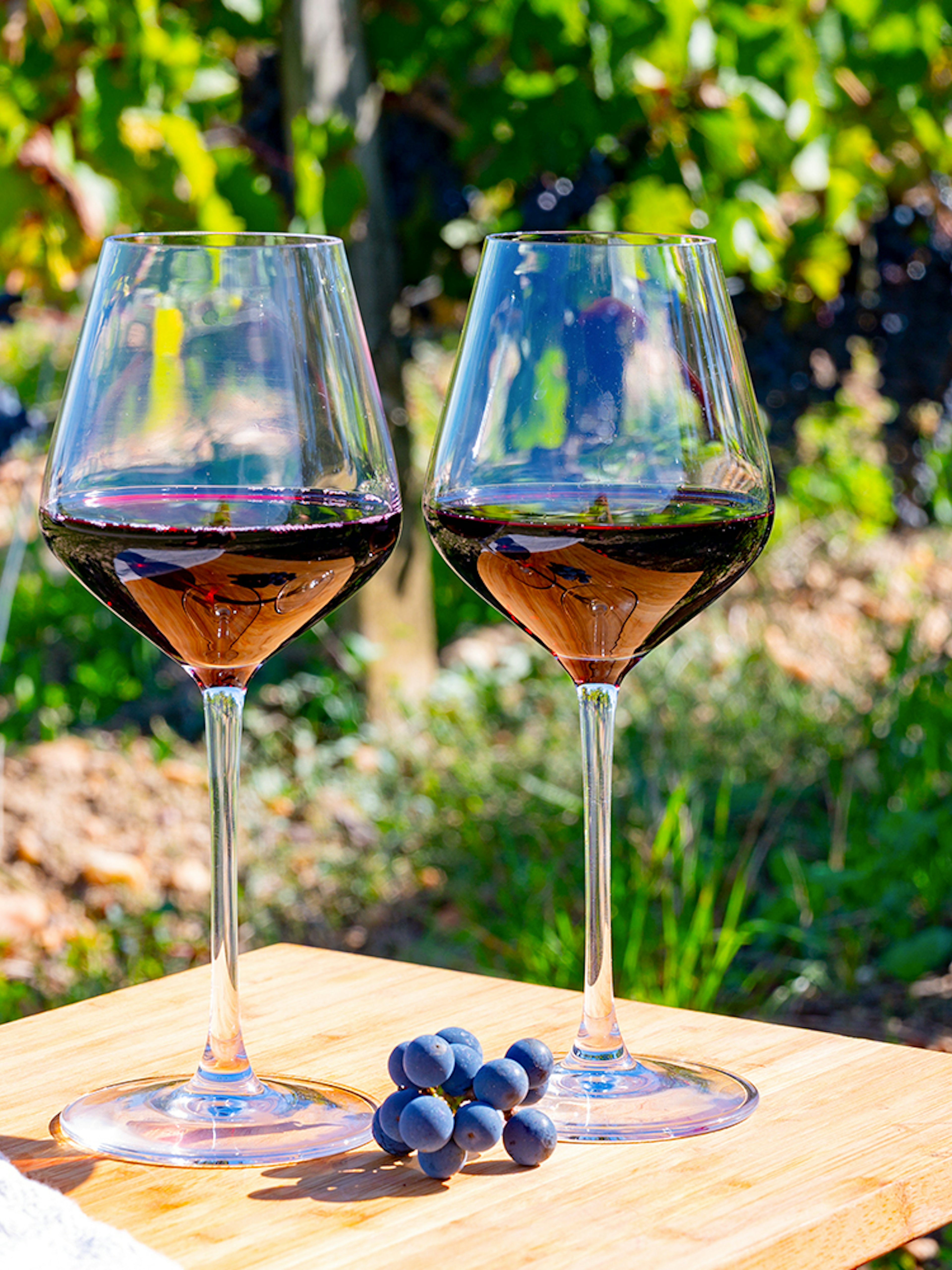 Two glasses of red wine on a table in a Saint-Emilion vineyard.
