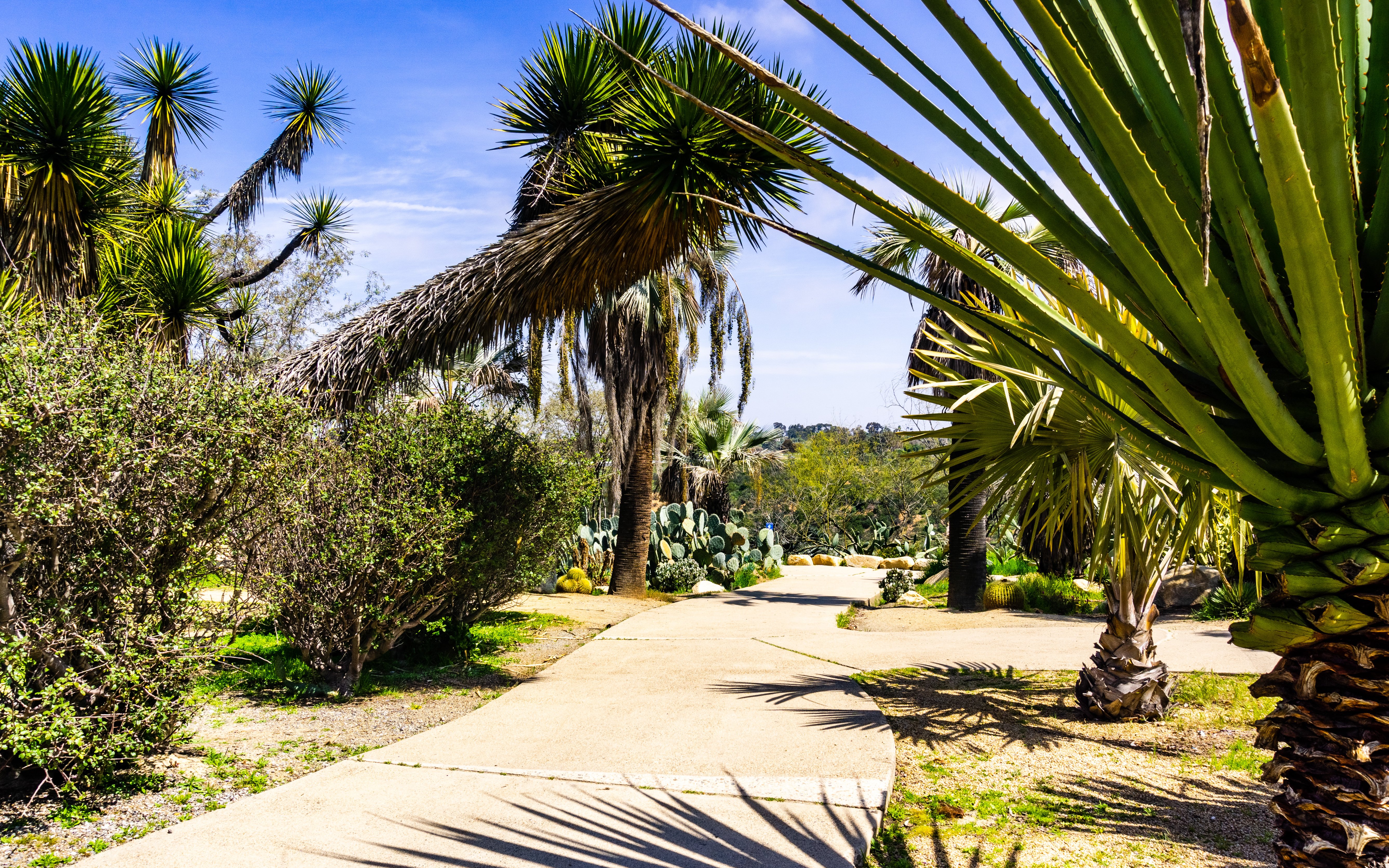 Paved path with cacti and palm trees in San Diego, California.