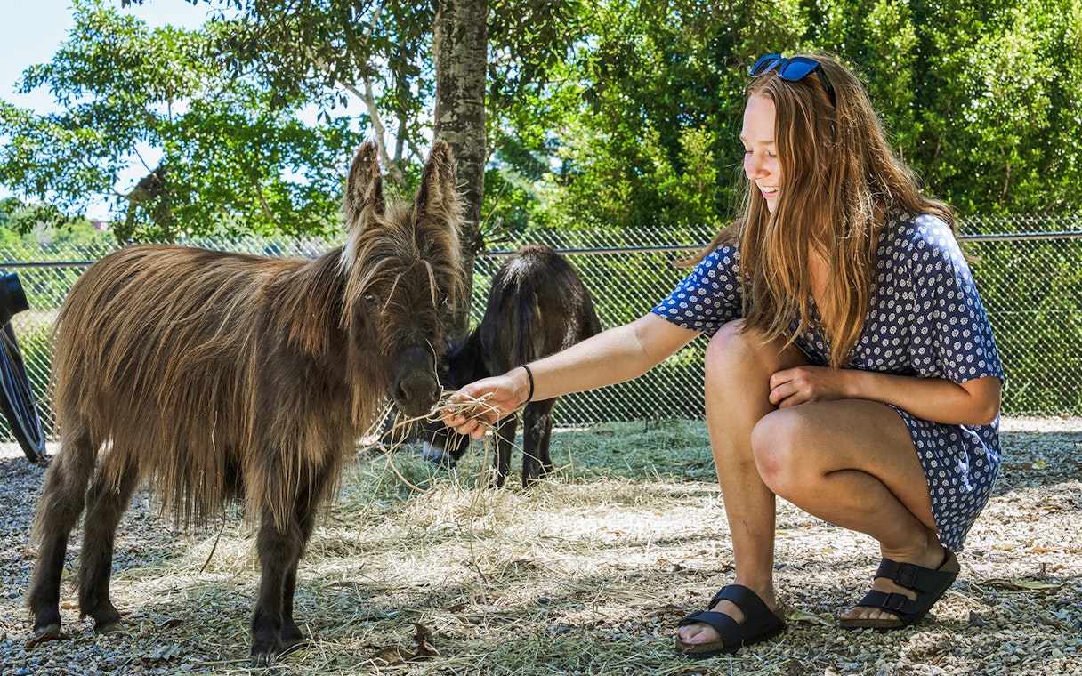 Person feeding a small donkey at Maleny Botanic Gardens and Bird World.