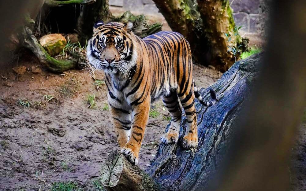 Sumatran tiger standing on a log at Bioparc Fuengirola.