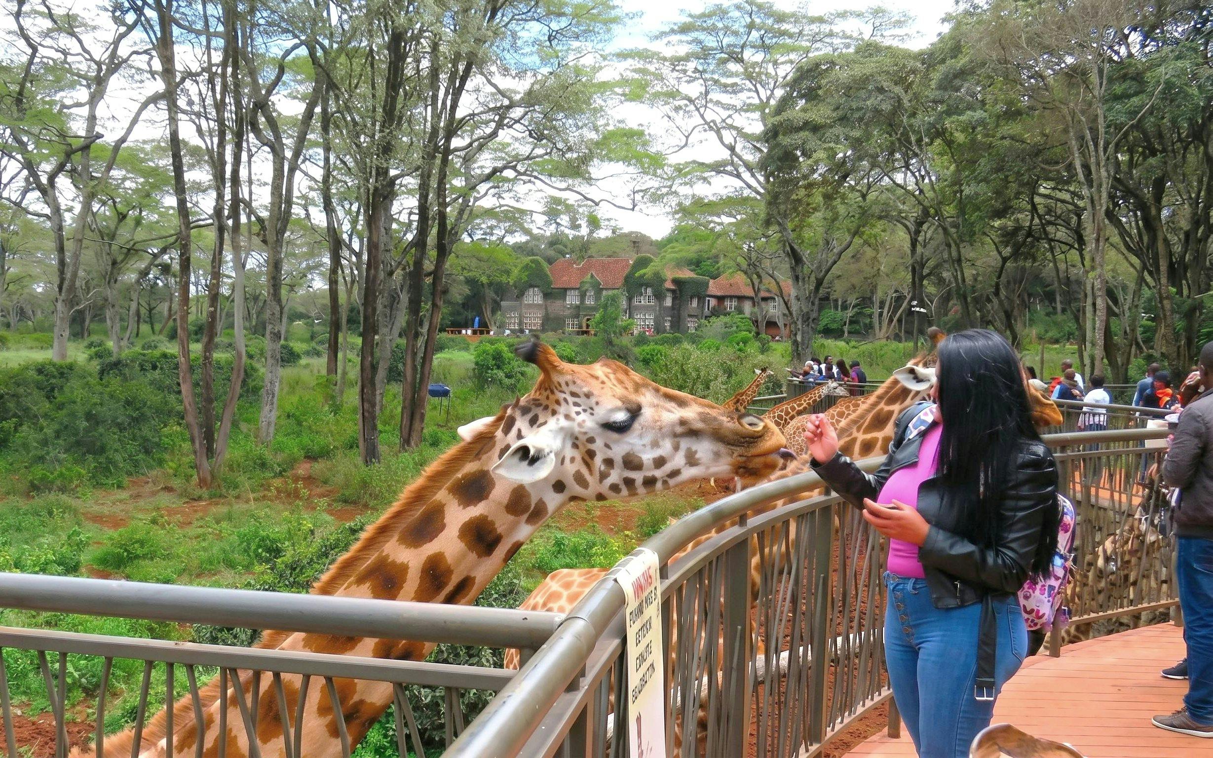 Woman feeding giraffes at the Giraffe Centre in Nairobi, Kenya.