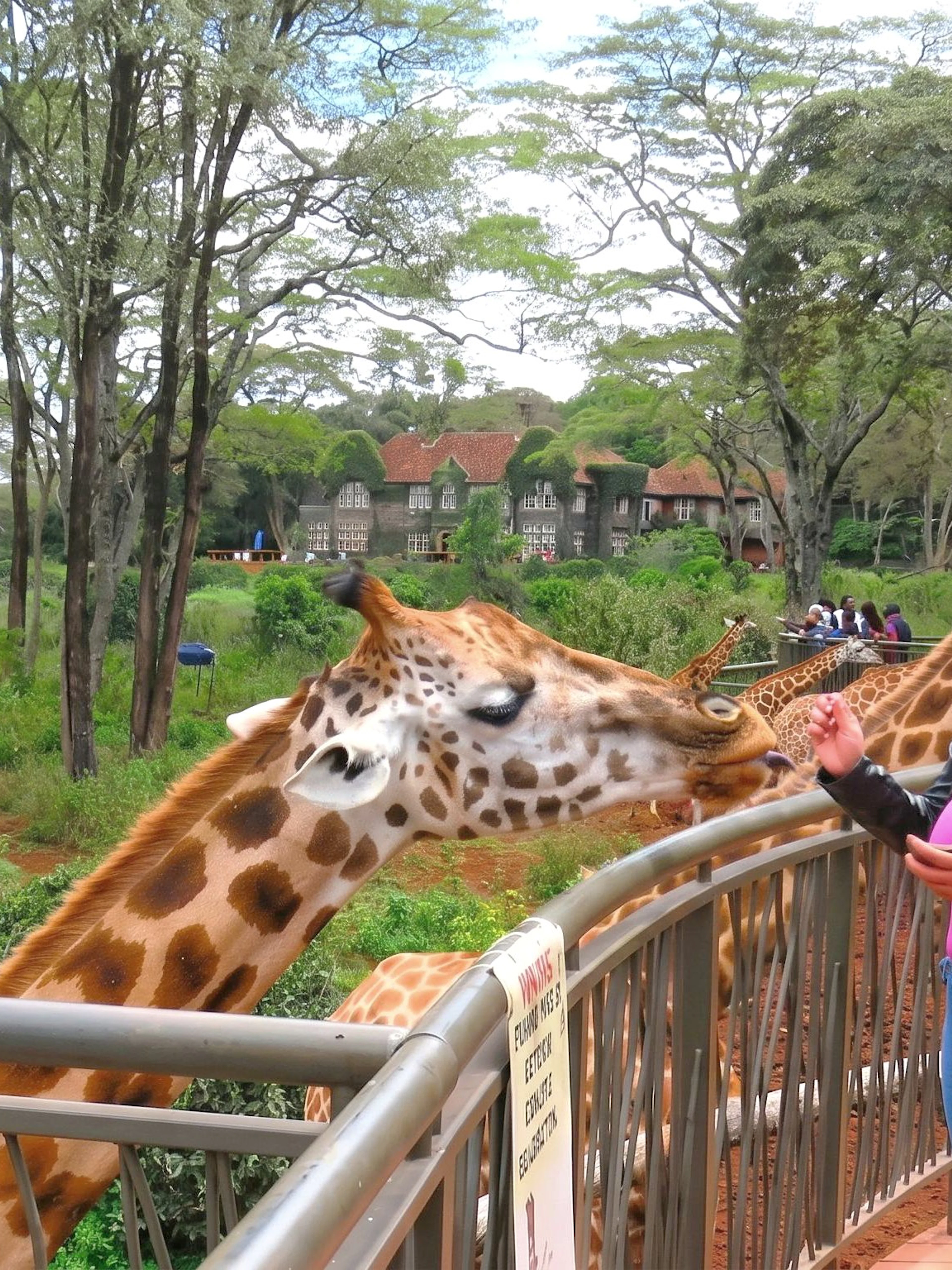 Woman feeding giraffes at the Giraffe Centre in Nairobi, Kenya.
