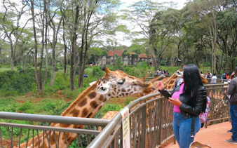 Woman feeding giraffes at the Giraffe Centre in Nairobi, Kenya.