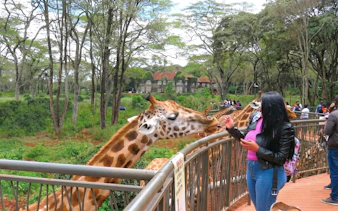 Woman feeding giraffes at the Giraffe Centre in Nairobi, Kenya.
