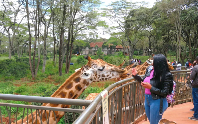 Woman feeding giraffes at the Giraffe Centre in Nairobi, Kenya.