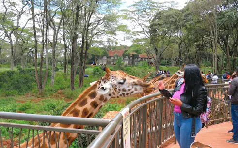 Woman feeding giraffes at the Giraffe Centre in Nairobi, Kenya.