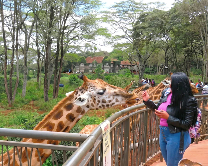 Nairobi: Guided Giraffe Centre & Kazuri Beads Factory Visit Excursion
