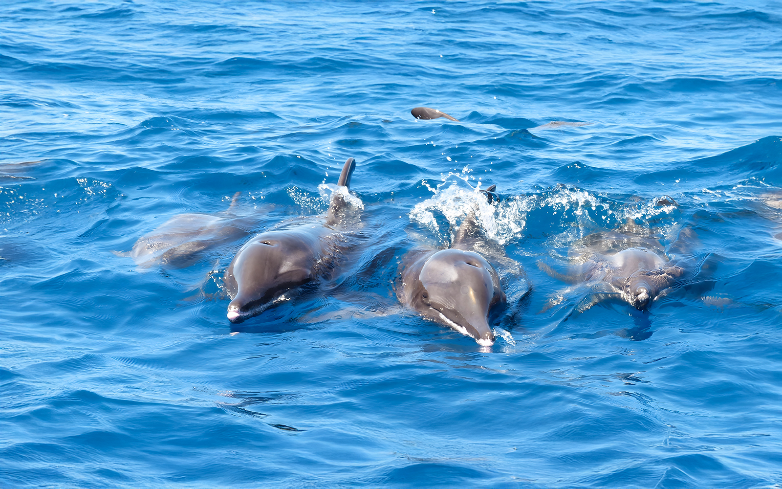 Dolphins swimming in blue ocean during No-Chase Whale and Dolphin Cruise.