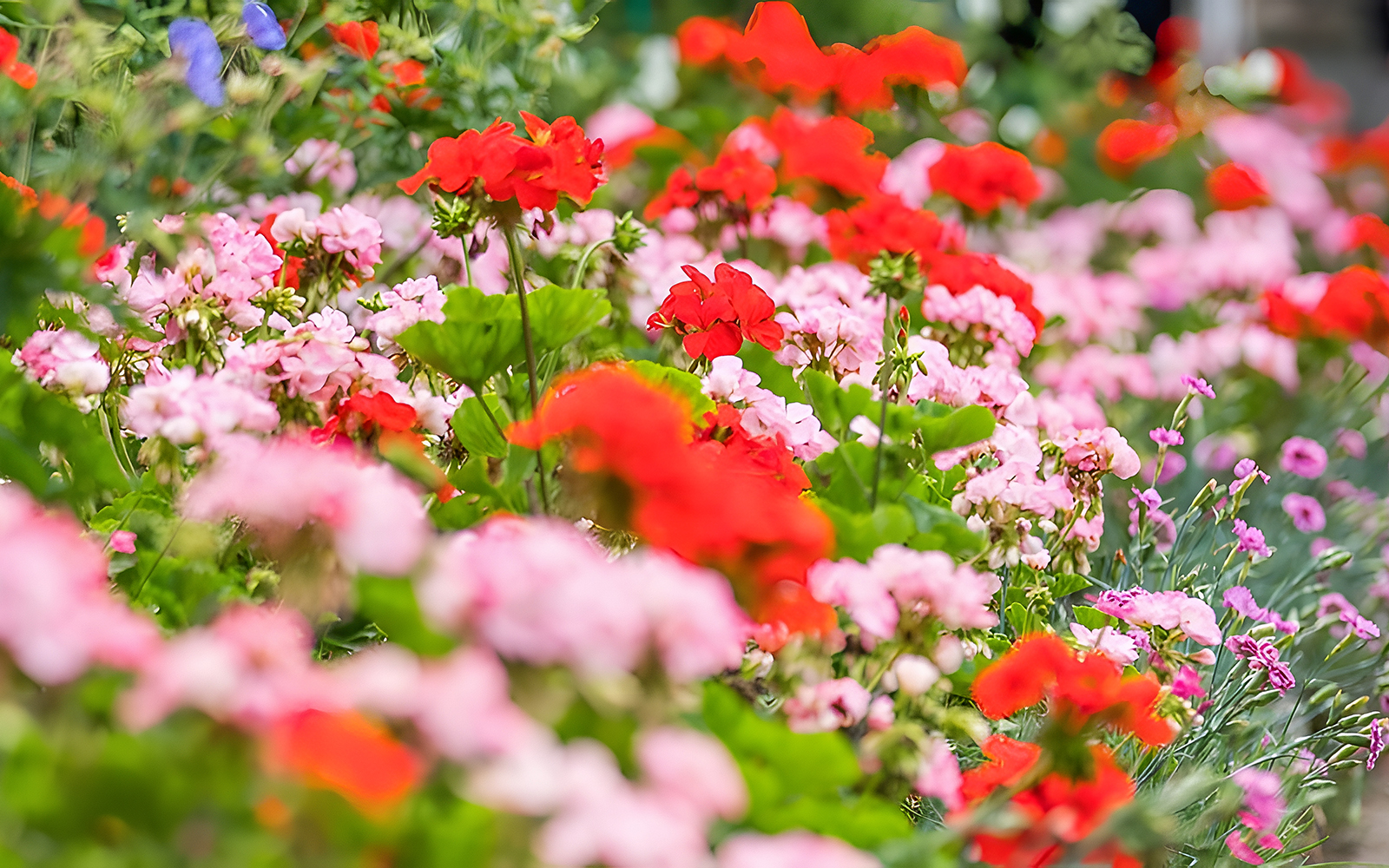 Colorful flowers in Monet’s Gardens, Giverny, on a guided tour from Paris.