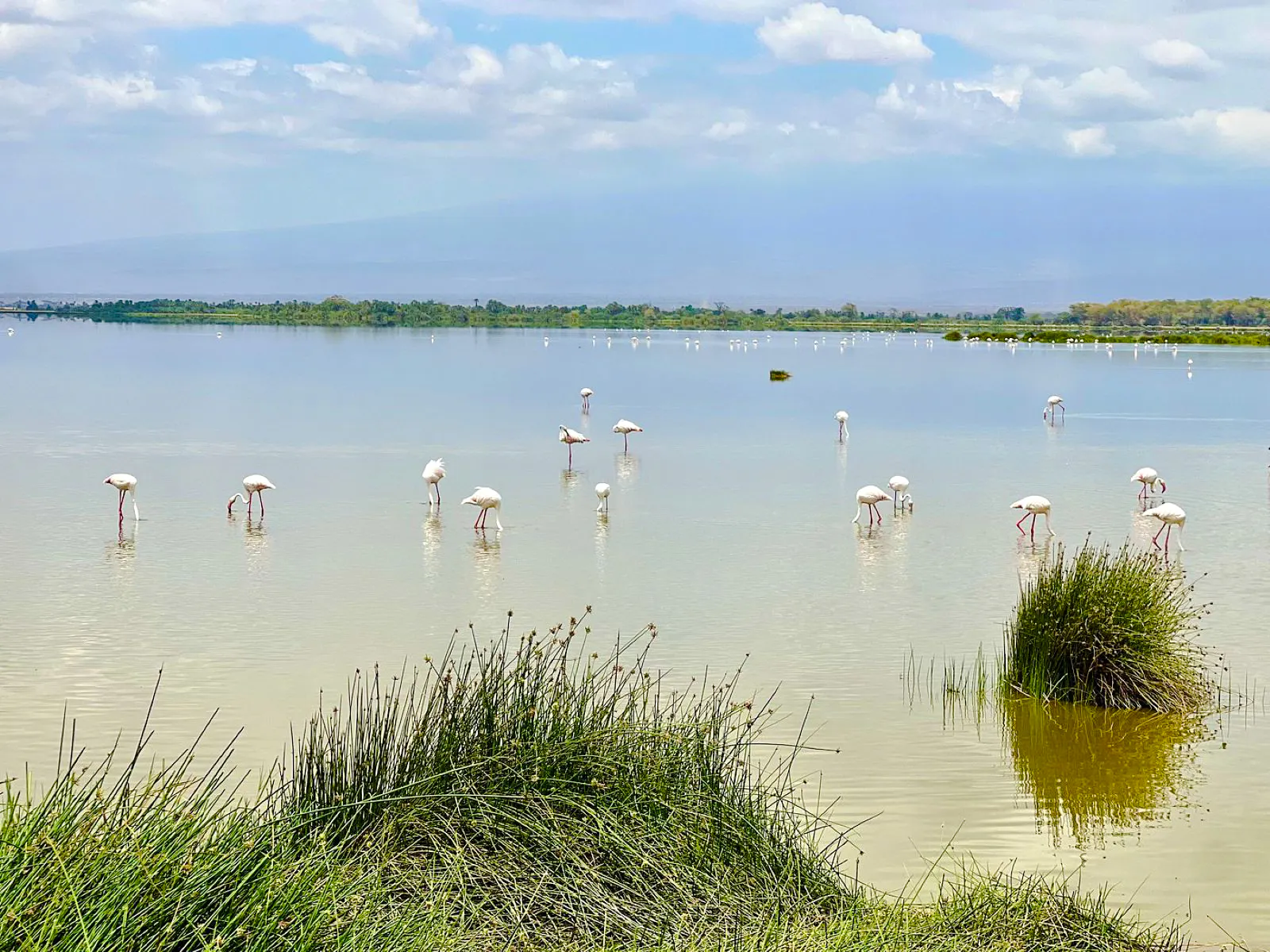 Flamingos wading in a lake at Amboseli National Park, Kenya.