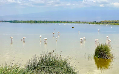 Flamingos wading in a lake at Amboseli National Park, Kenya.