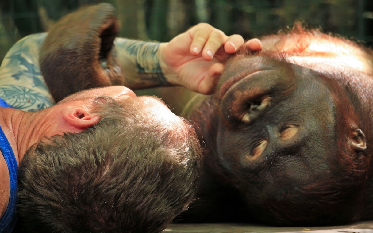 Tourist interacting with an orangutan at Lombok Wildlife Park.