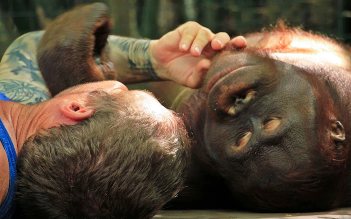 Tourist interacting with an orangutan at Lombok Wildlife Park.