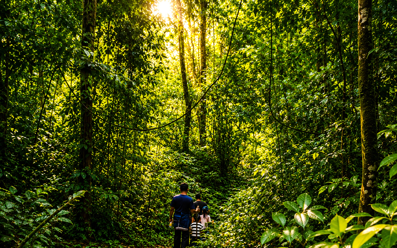 From Medan: Trekking at Tangkahan Elephant Sanctuary Day Trip