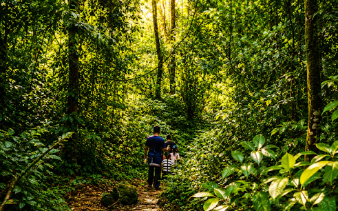 Trekking through lush jungle at Tangkahan Elephant Sanctuary, Medan.