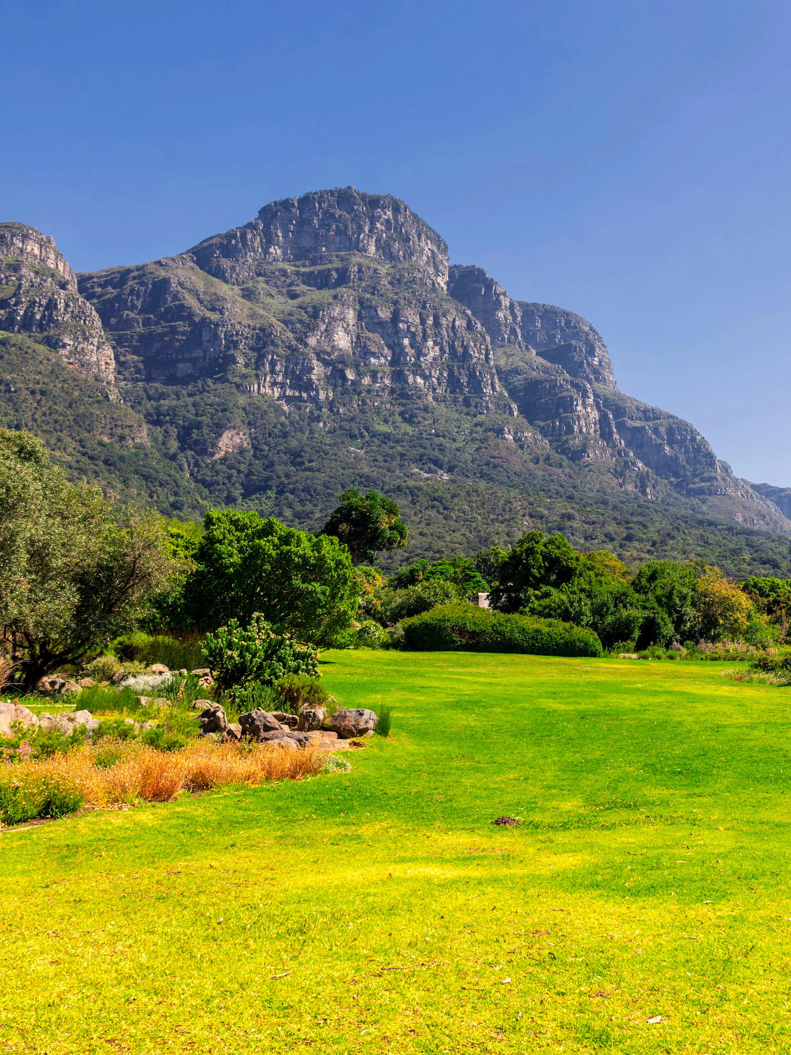 Kirstenbosch Botanical Garden lawn with mountain backdrop in Cape Town, South Africa.