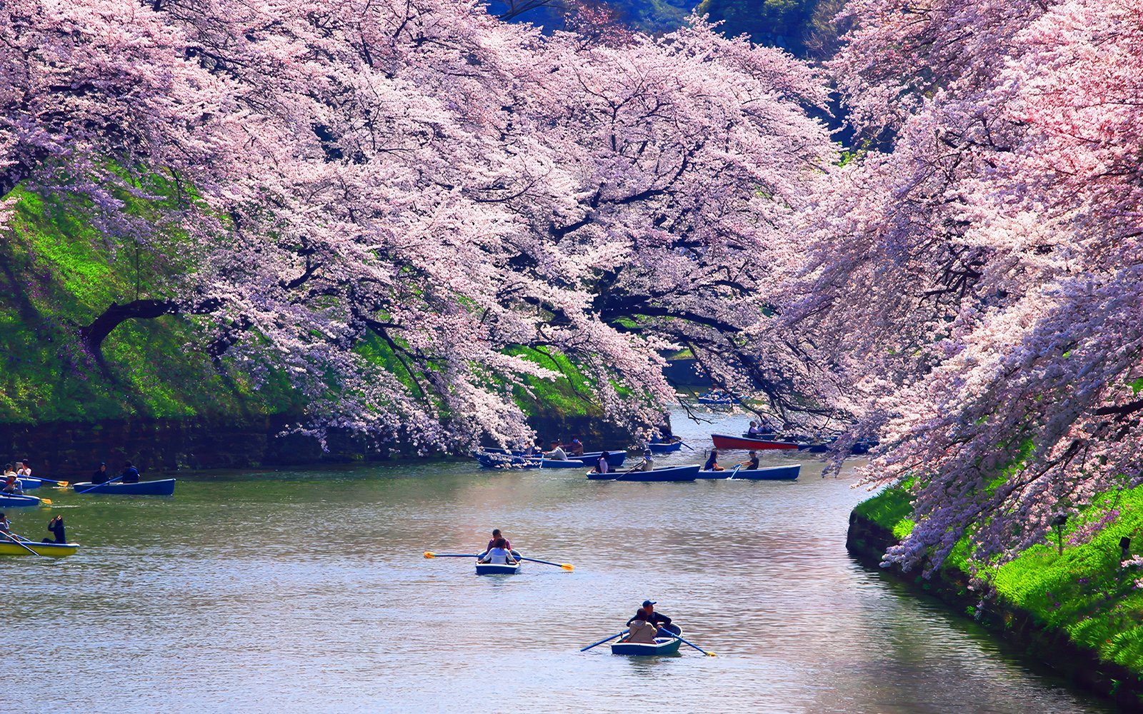 Rowboats on Chidorigafuchi Moat surrounded by cherry blossoms in Tokyo, Japan.